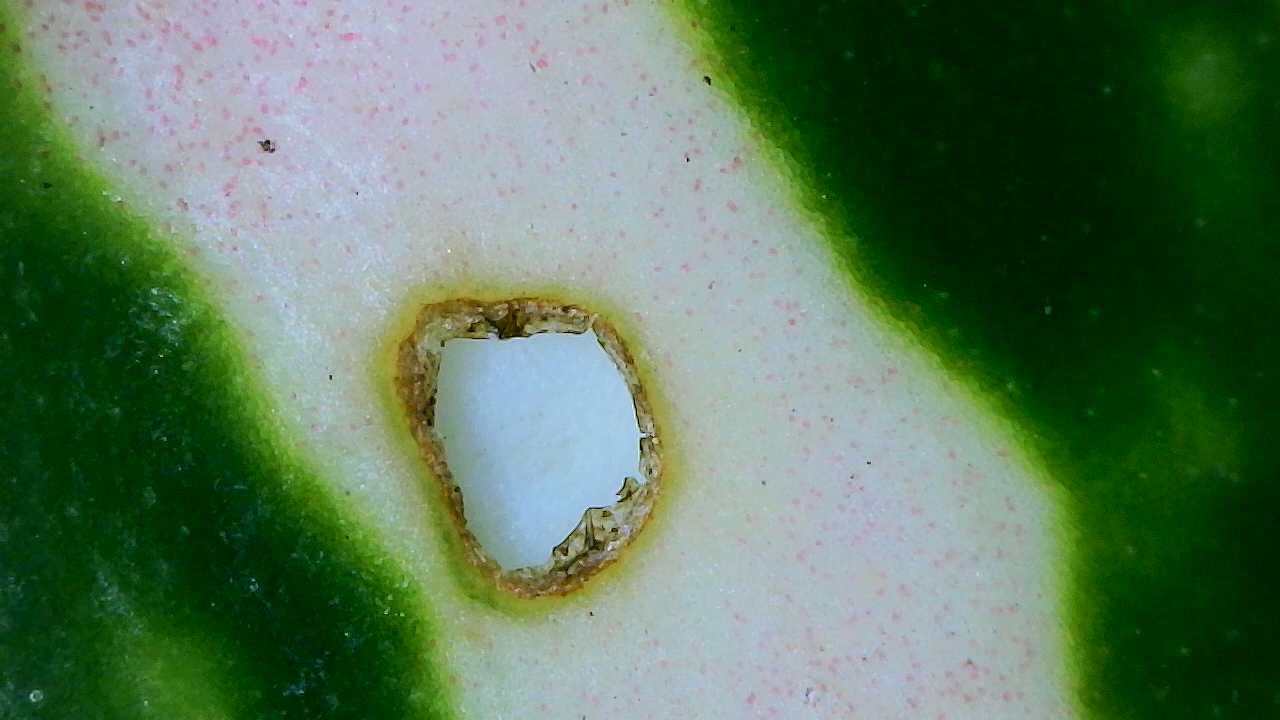 Attachment Aglaonema Etta Rose 2.jpg