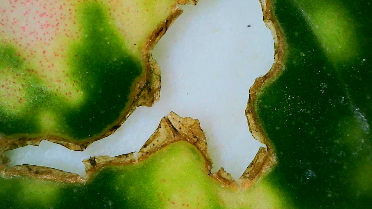 Attachment Aglaonema Etta Rose 3.jpg