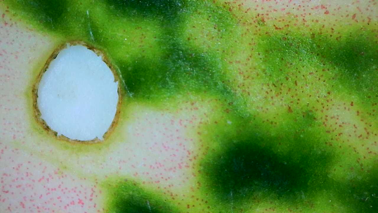 Attachment Aglaonema Etta Rose Leaf Hole 1.jpg