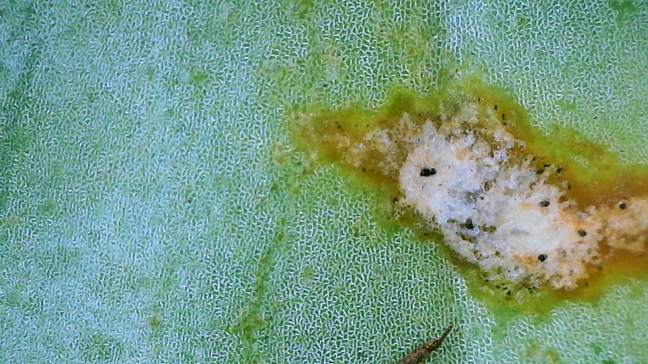 Attachment Aglaonema Silverado 1.jpg