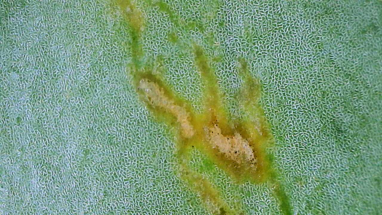 Attachment Aglaonema Silverado 2.jpg