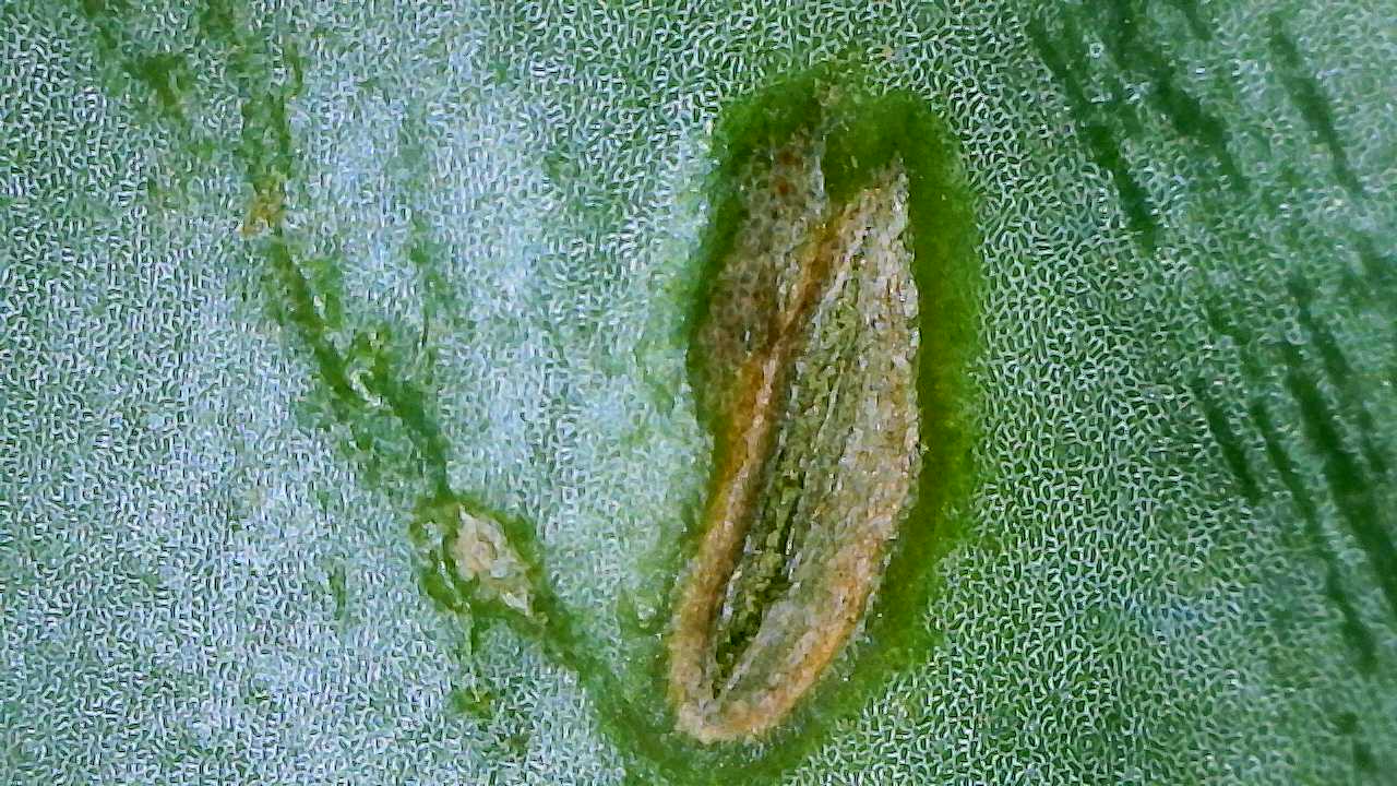 Attachment Aglaonema Silverado 3.jpg