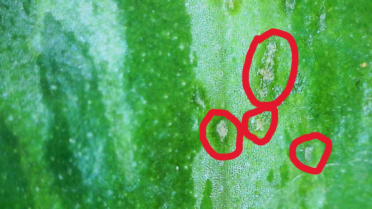 Attachment Aglaonema Silverado 4.JPG