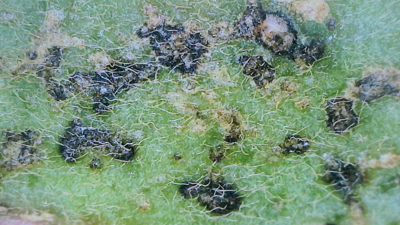 Attachment Aglaonema Silverado 5.jpg