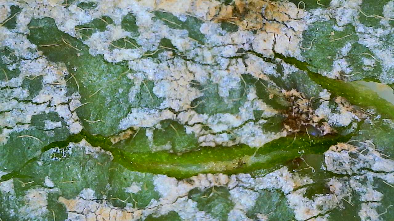 Attachment Aglaonema Silverado 6.jpg