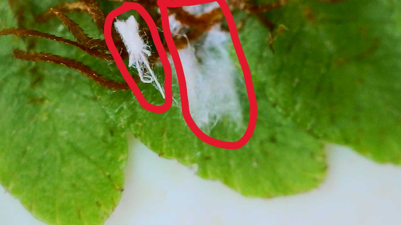 Attachment Long-tailed Mealy Bug and Wax on Dicksonia Australian Tree Fern.JPG