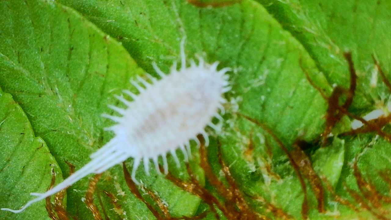 Attachment Long-tailed Mealy Bug on Dicksonia Australian Tree Fern.JPG
