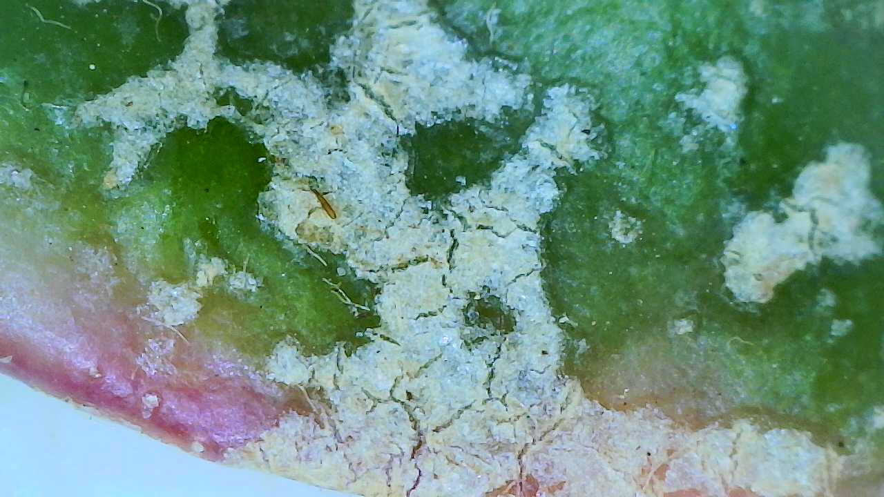 Attachment Leaf Surface Damage on Hoya 1.jpg