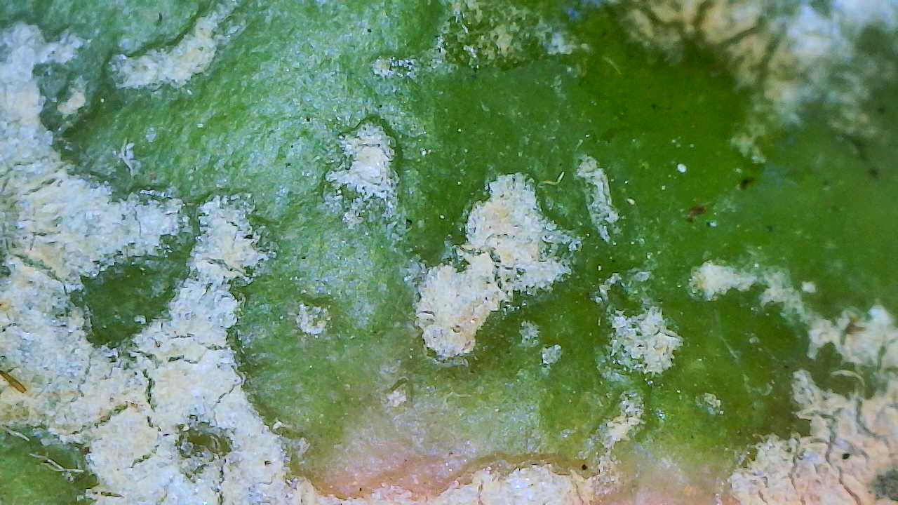 Attachment Leaf Surface Damage on Hoya 2.jpg