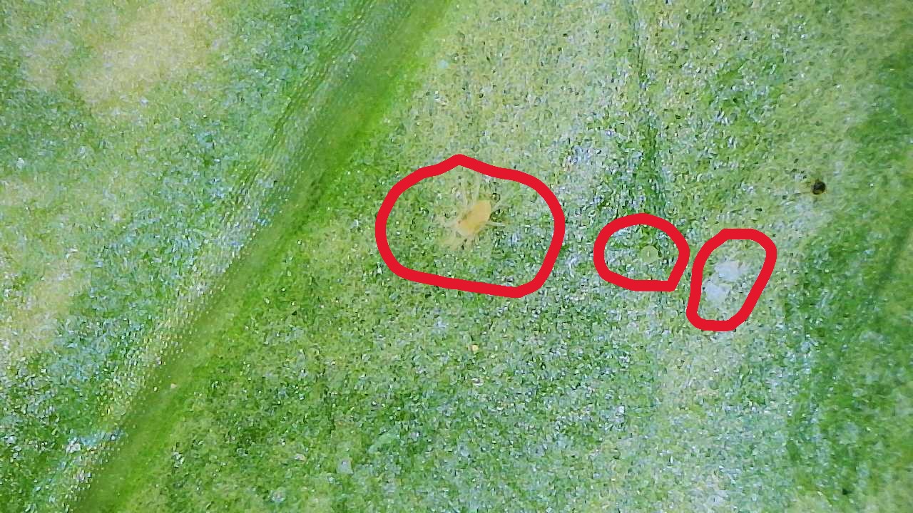 Attachment Two-spotted Mite Adult, Molt, and Egg on Alocasia gigantea Aurea 4.JPG