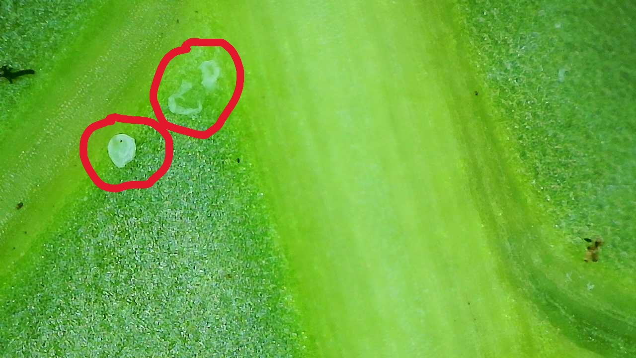 Attachment Two-spotted Mite Molts on Alocasia gigantea Aurea 1.JPG