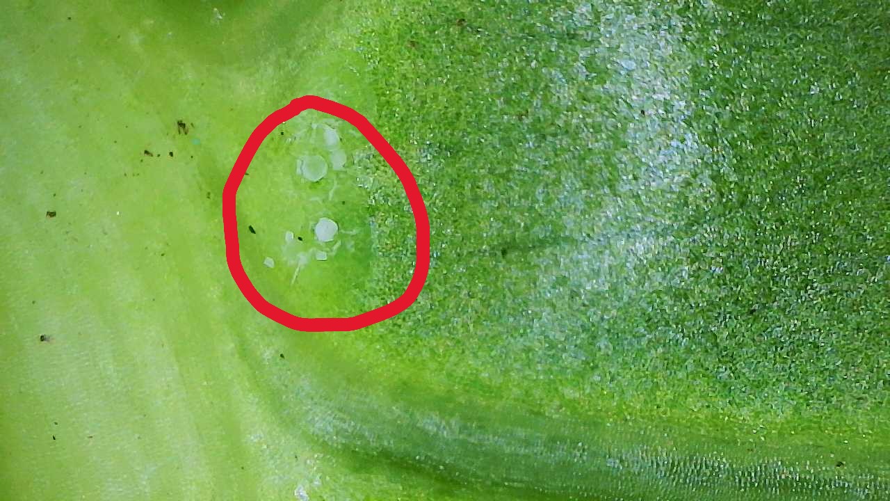 Attachment Two-spotted Mite Molts on Alocasia gigantea Aurea 2.JPG