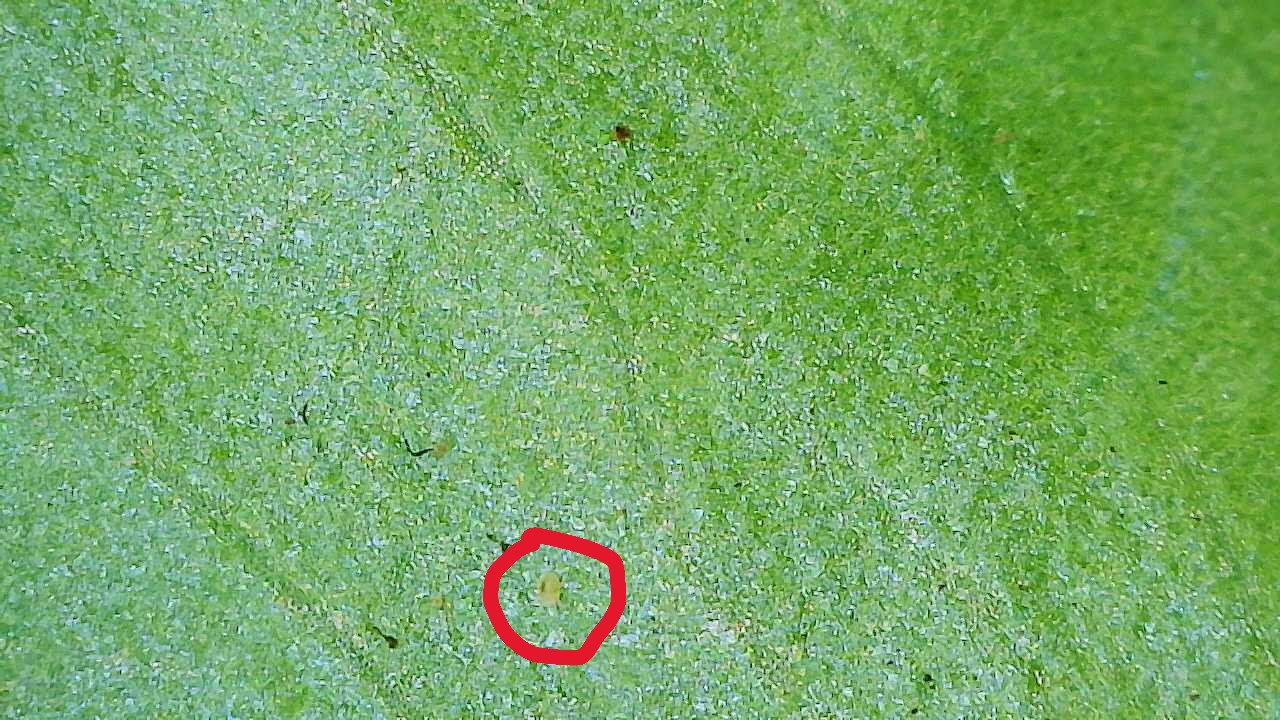 Attachment Two-spotted Mite on Alocasia gigantea Aureum 1.JPG