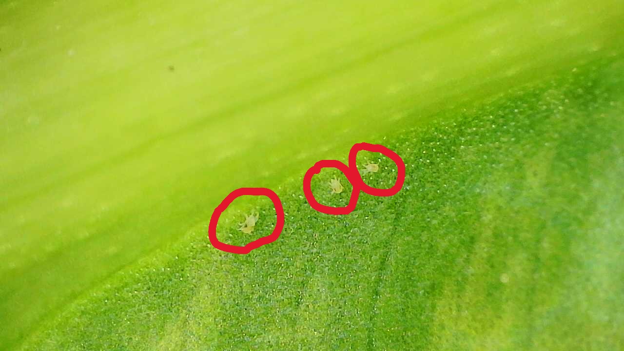 Attachment Two-spotted Mites on Mid-rid of Alocasia gigantea Aureum.JPG