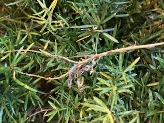 Attachment IMG_2746.jpg