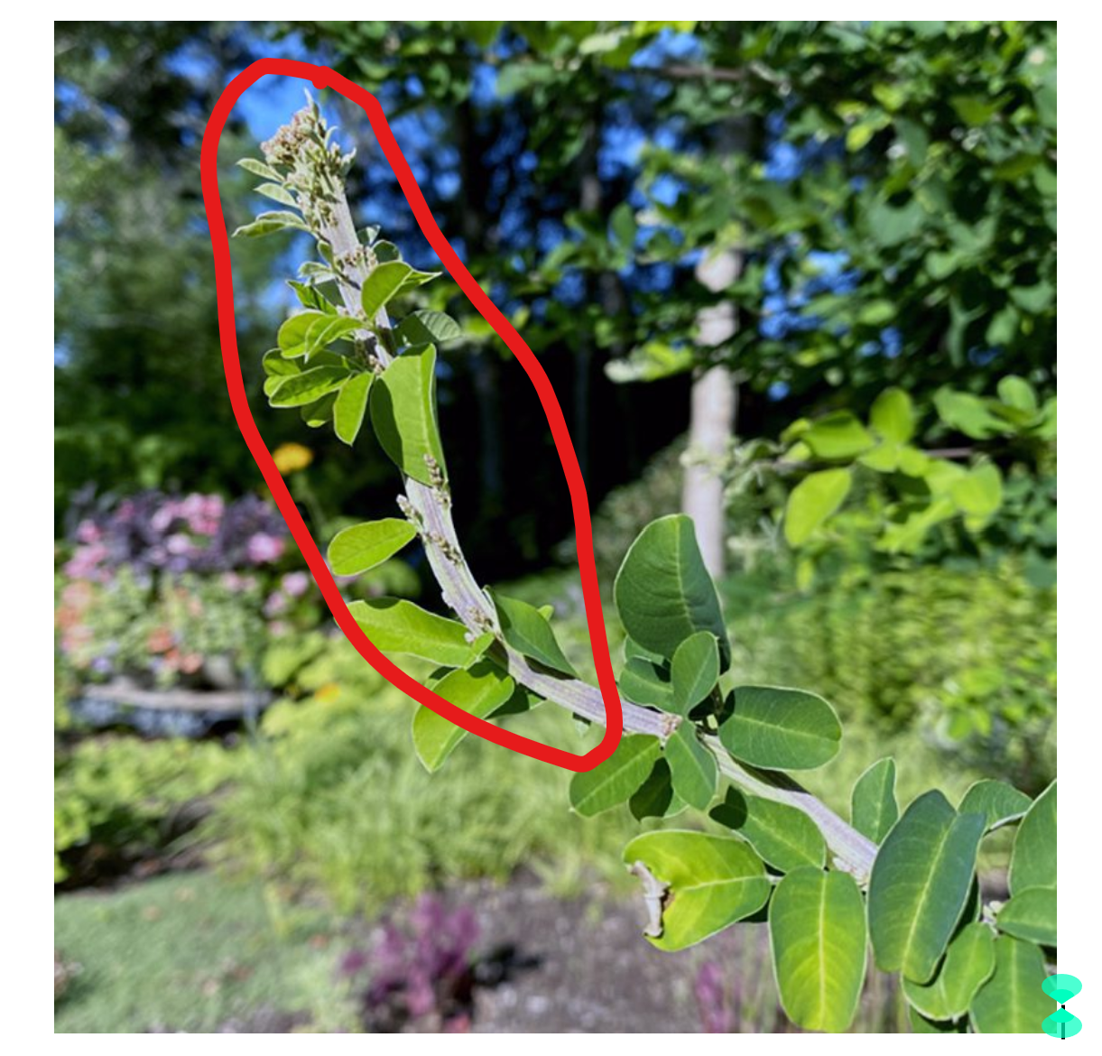 Lespedeza (bush clover) with fasciation on stem.