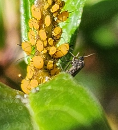 Adjunto HunterFly.png