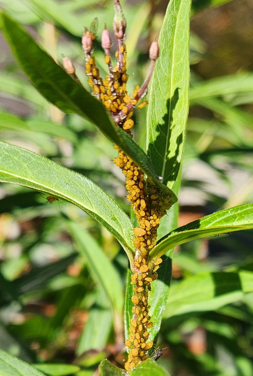 Adjunto Milkweed.jpg