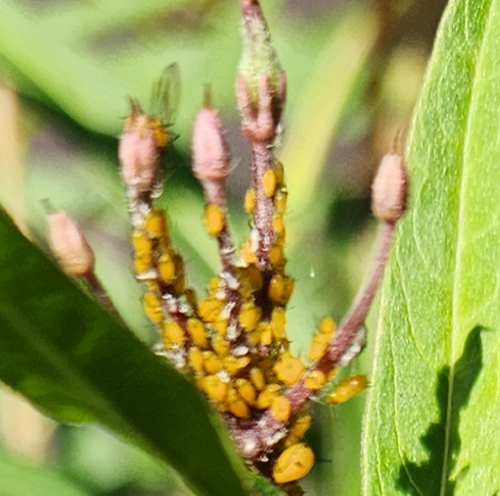 Adjunto WingedAphid.png