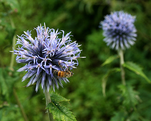 A happy, however subdued globe thistle