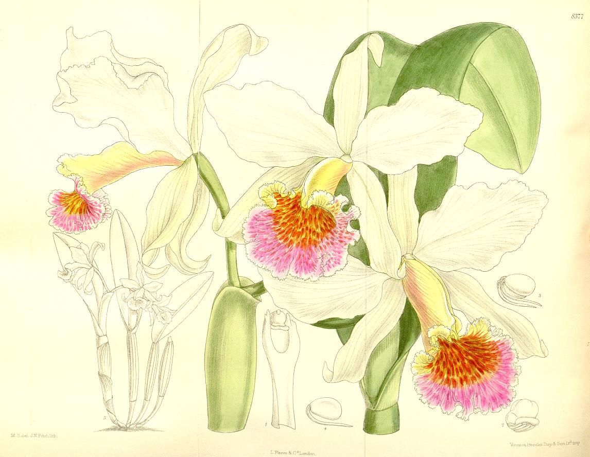 Illustration of Cattleya