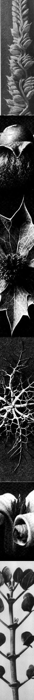 elements of design trim