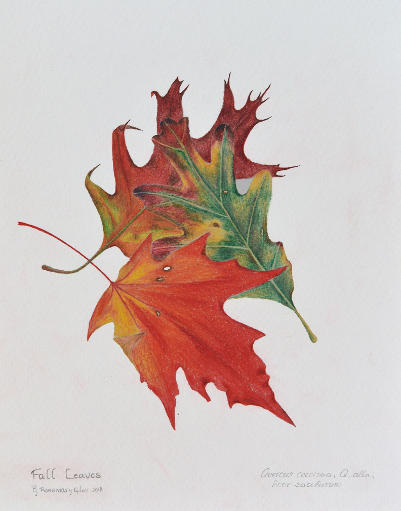 some lovely fall leaves, bursting with color