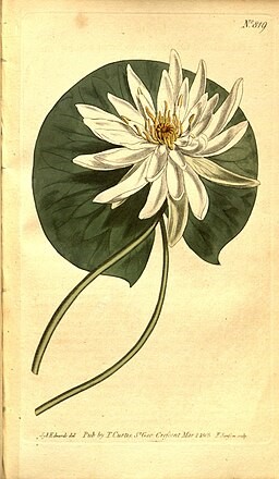 Illustration of white lotus