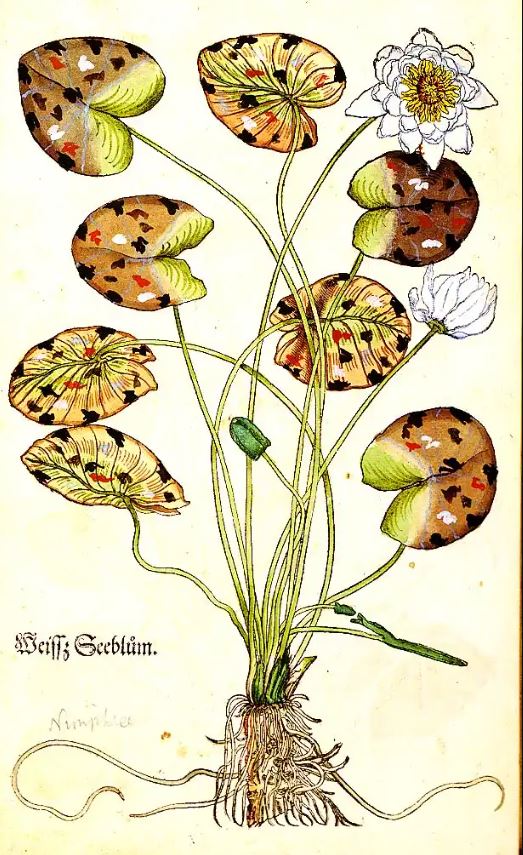drawn from life herbarium eicones
