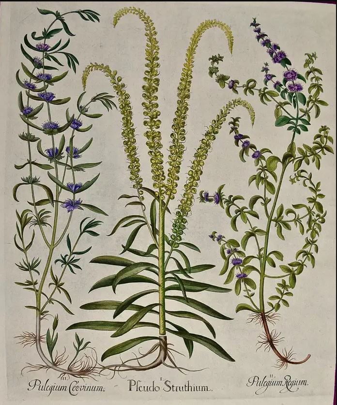 Besler engraving of mint