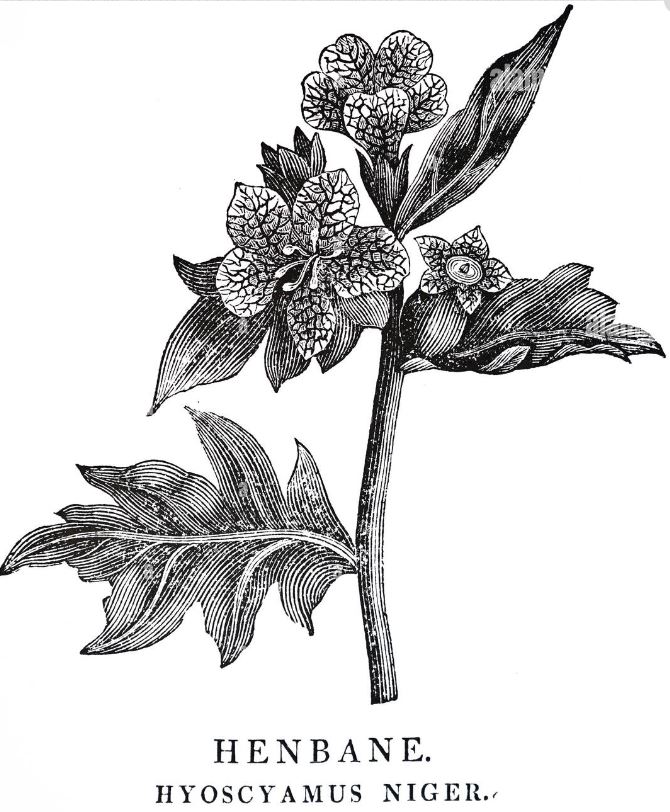wood engraving of henbane
