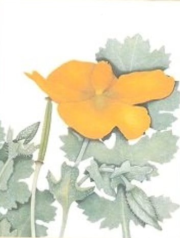 poppy from cover of Kew Magazine 1989