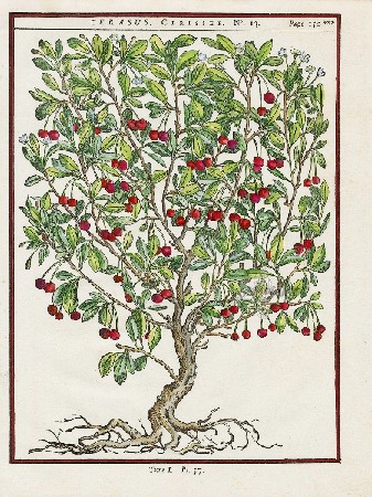 wood engraving of nightshade plant