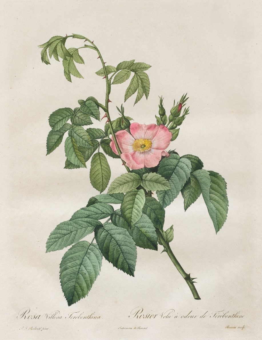 illustration of rose by Redoute