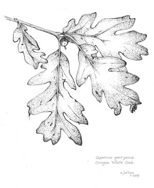 Ann Jordan's pen and ink study with lovely handwriting labeling