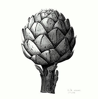 A pen and ink artichoke with wonderful detail
