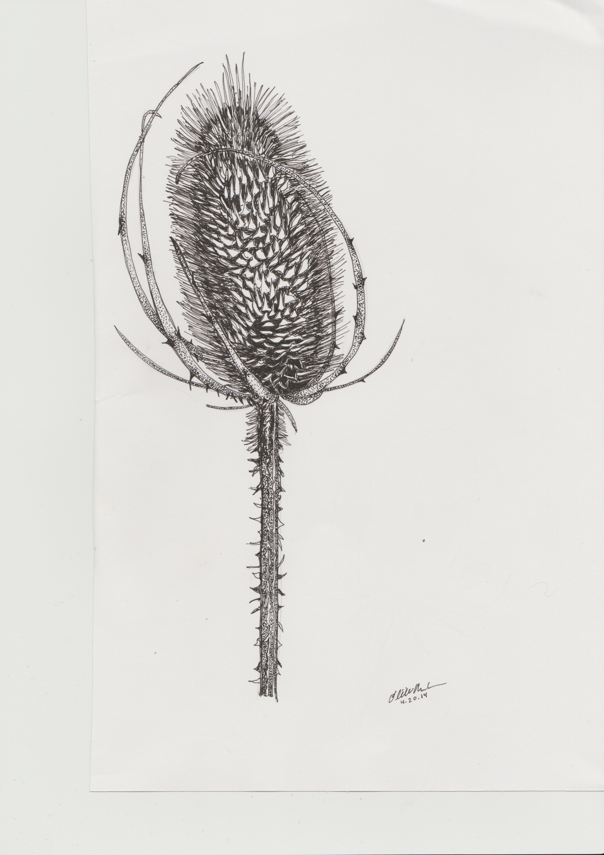 This solitary thistle is rendered with fine detail, but remains elegant and simple