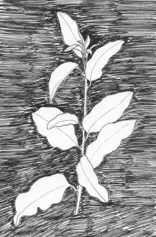 A simple specimen is emboldened by the dramatic treatment of negative space