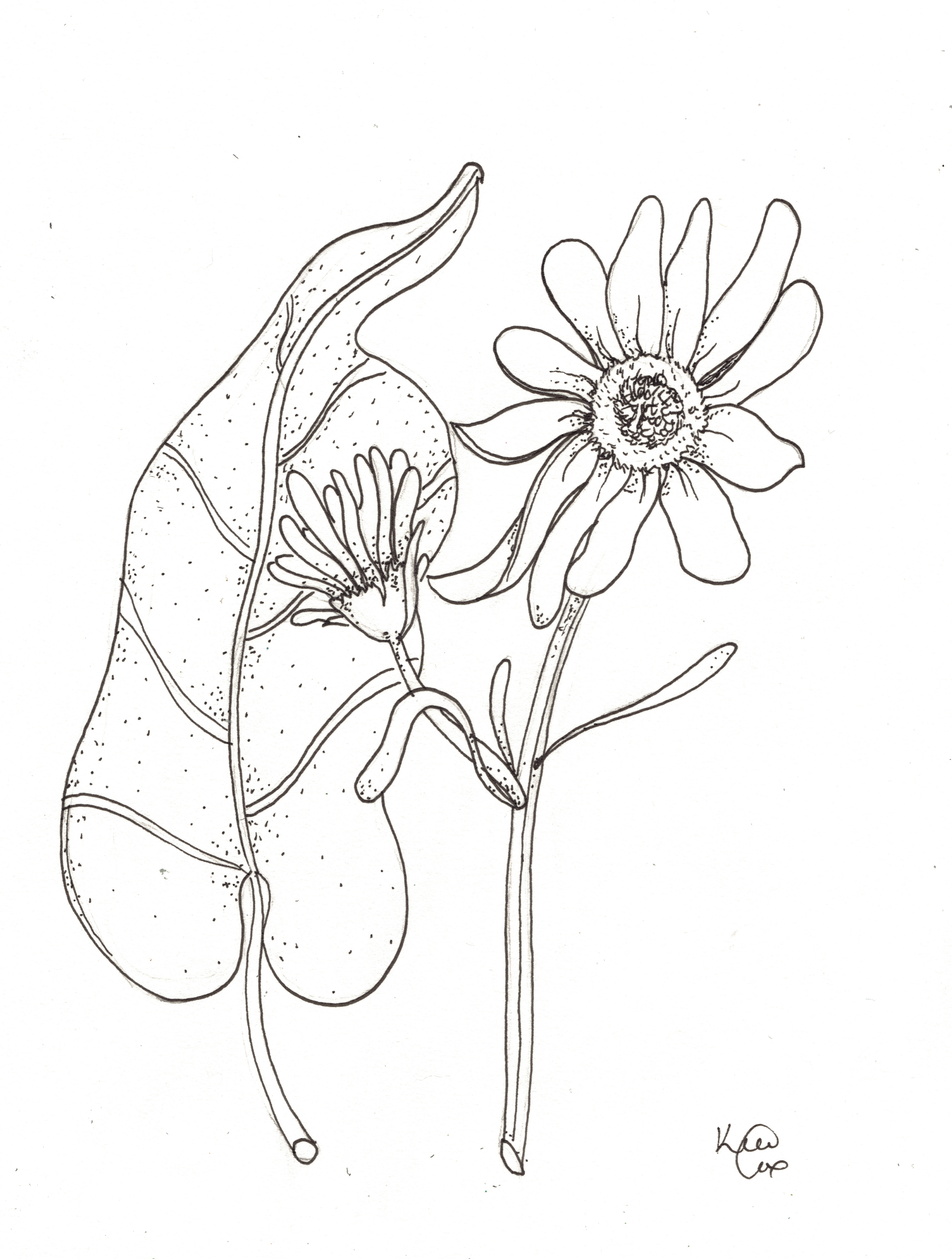 Balsamorhiza sagittata