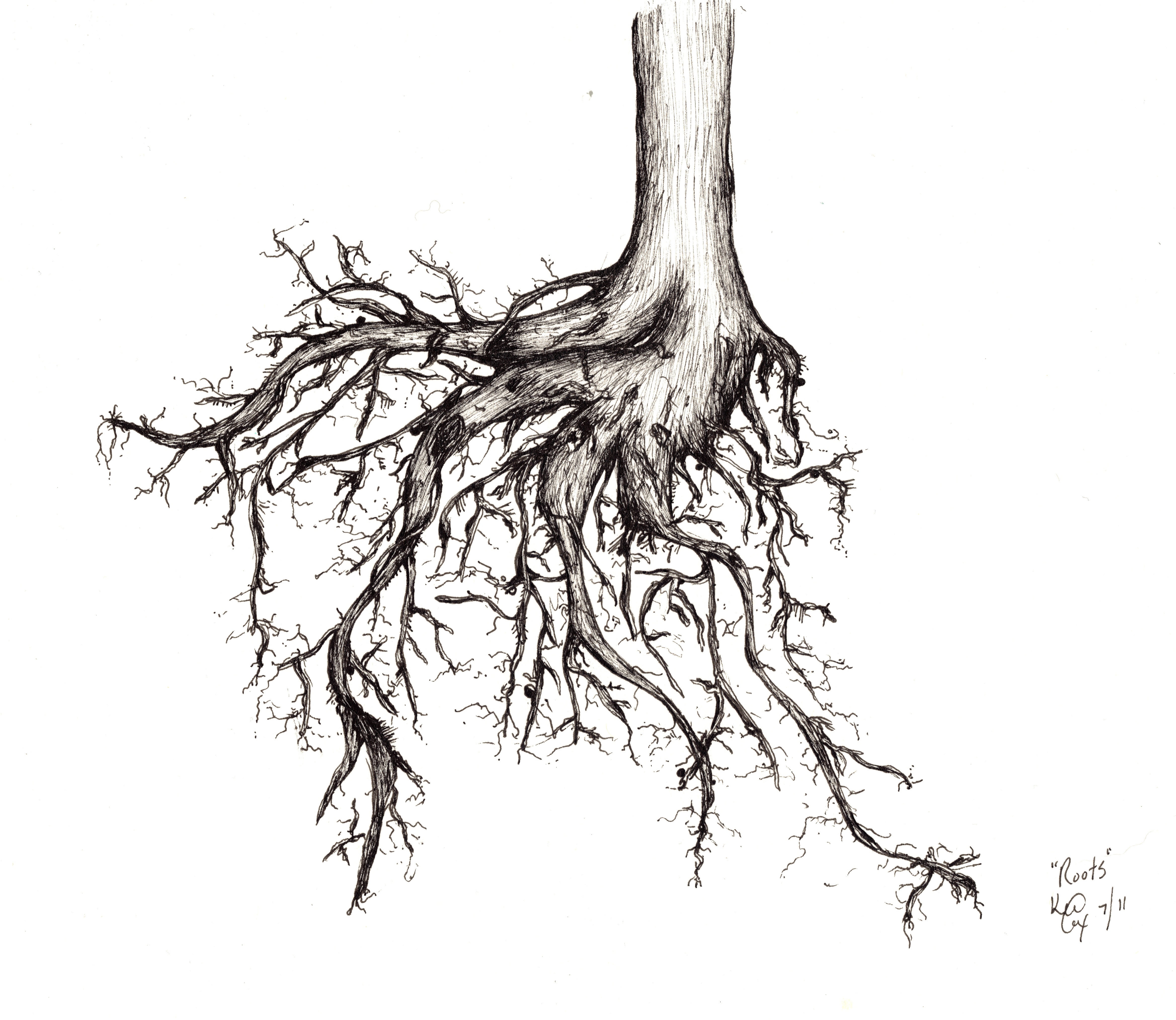 Roots done with care, and detail