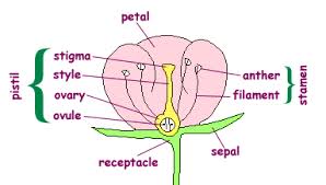 Flower Parts