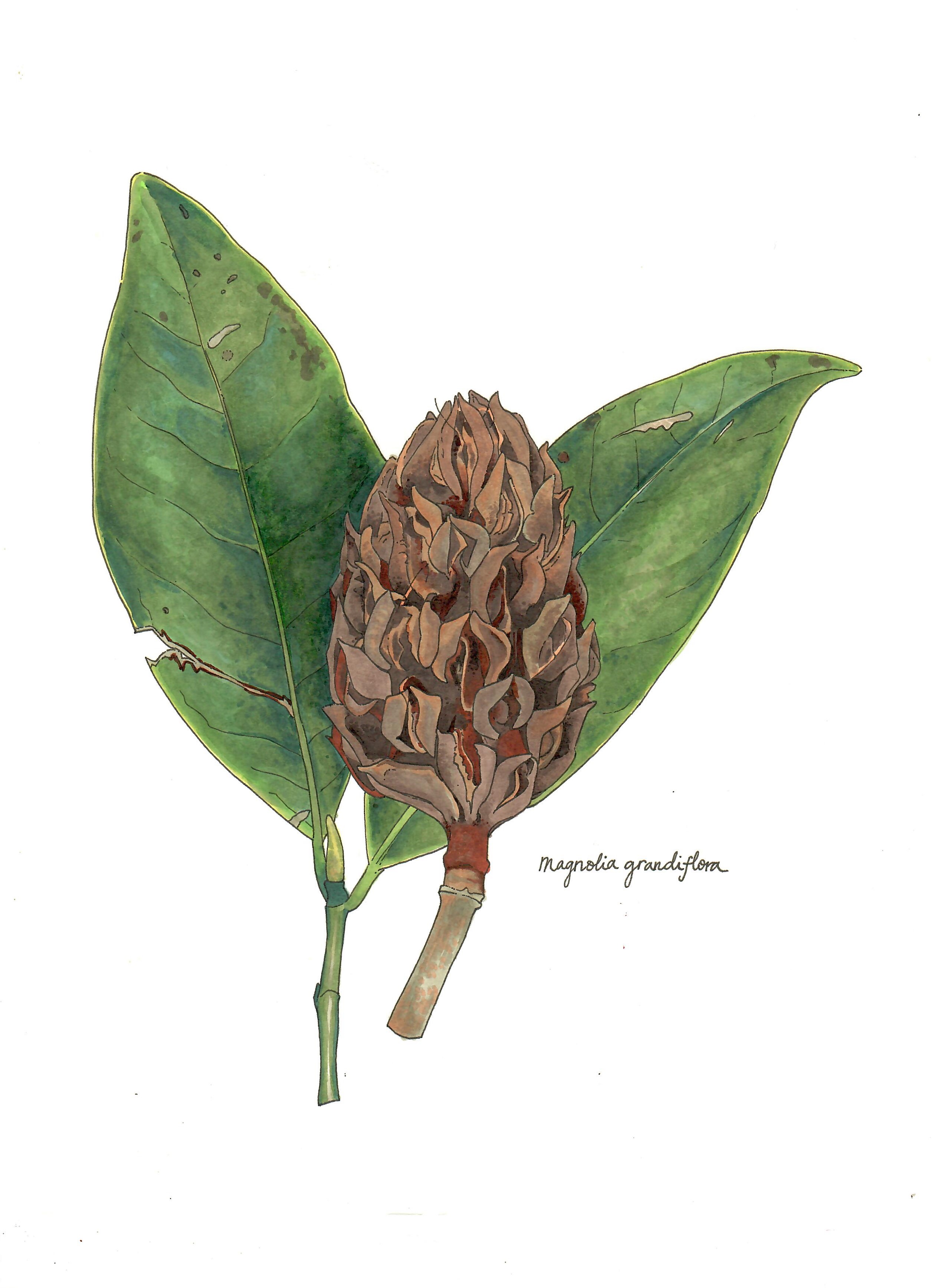 ink marker drawing of magnolia by Rye Barrow
