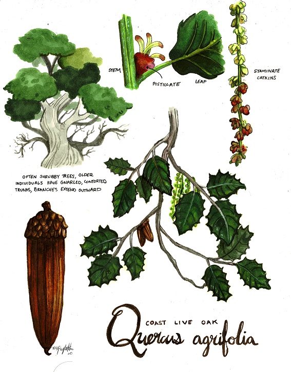 Coast Live Oak Illustration by Keziah Mitsuhashi, Botanical Illustration Student Summer 2020