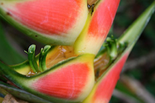 What is it that inspires you? What is it about botanicals that you want to share? With whom do you want to share it?