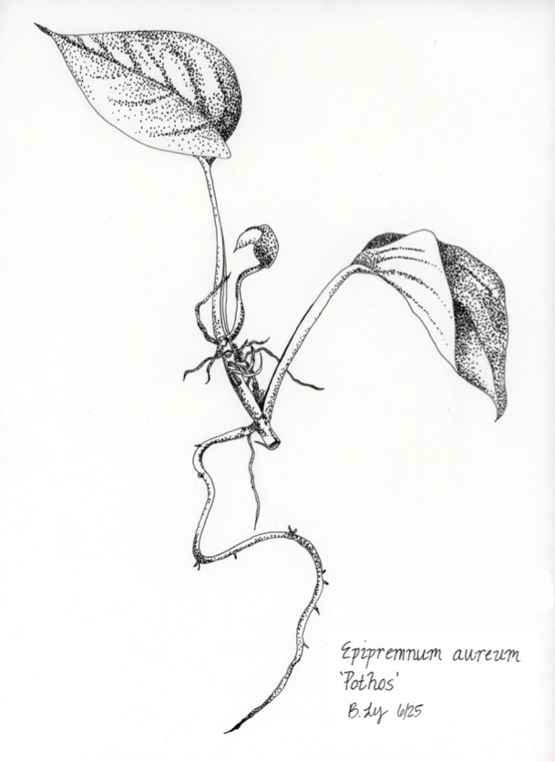 Pothos plant