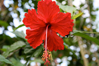 A bold and beautiful hibiscus