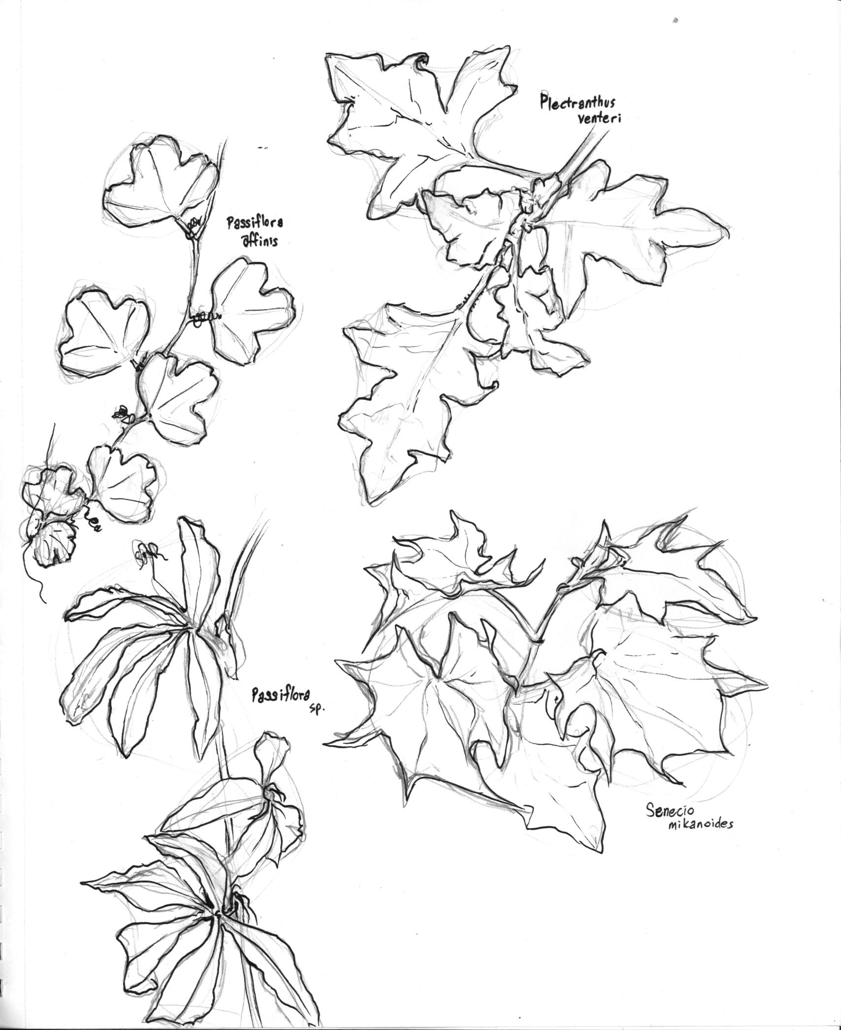 There are a wide variety of shapes to be found in nature - familiarize yourself with the spectrum!