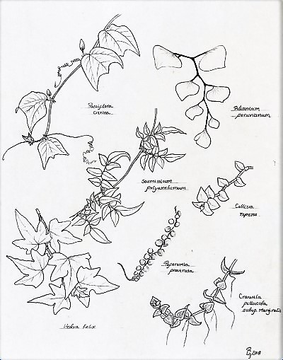 There are a wide variety of shapes to be found in nature - familiarize yourself with the spectrum!