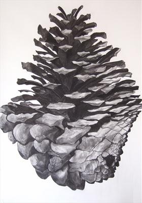 Monterey Pine Cone