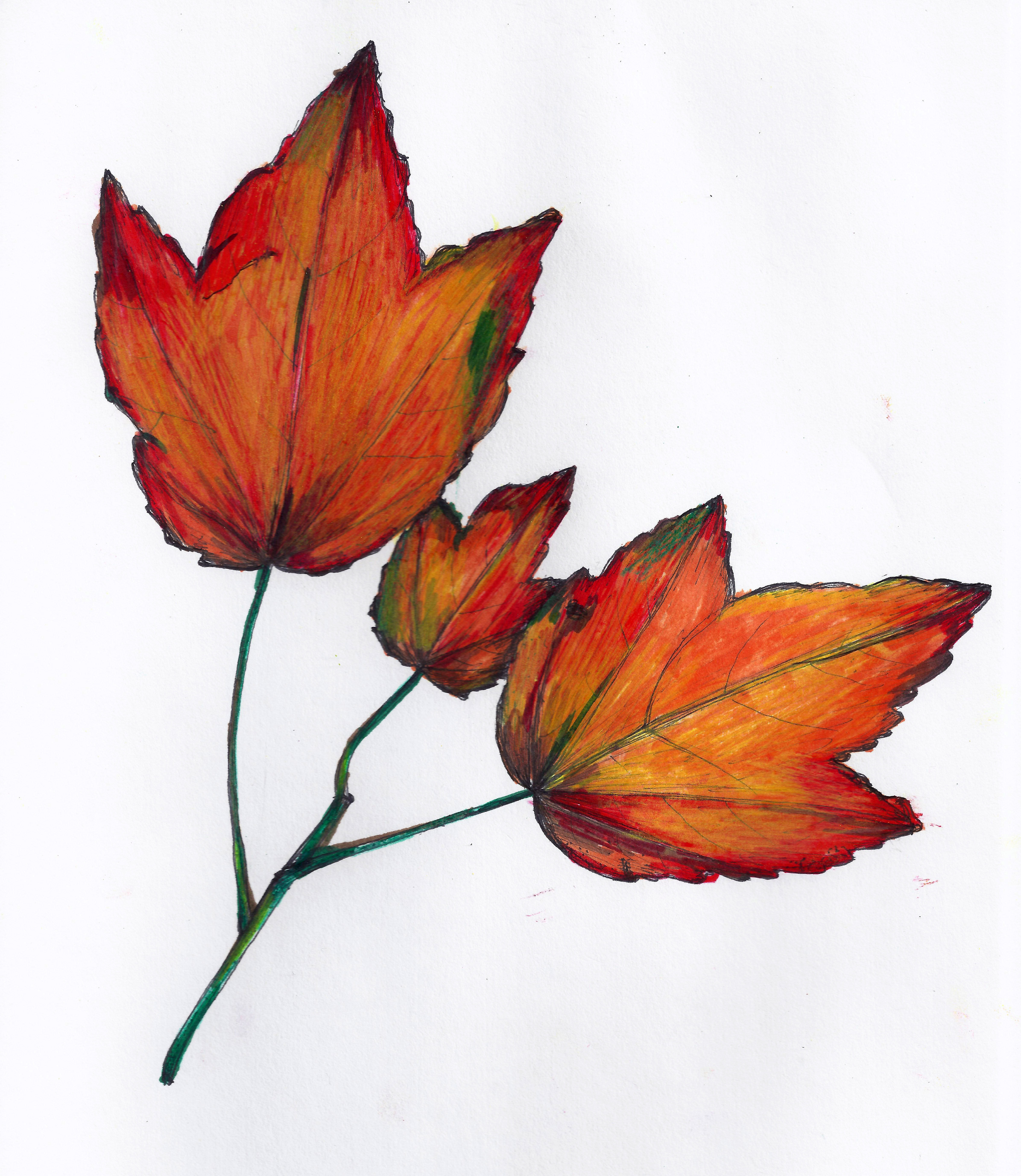 Acer rubrum